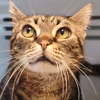 MINOU, chatte à adopter