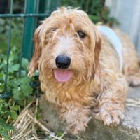 Tika CAA15015, chienne à adopter