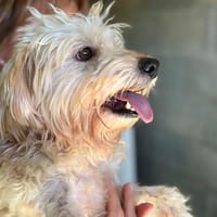MUSHU, chien à adopter