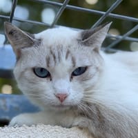 Basile, chat à adopter