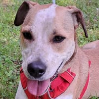 AYLA, chienne à adopter