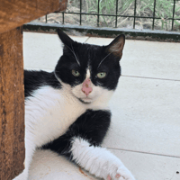 KYOTO, chat à adopter