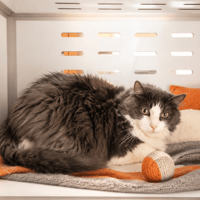 CHEWBACCA, chat à adopter