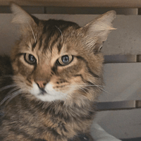 JACQUOT, chat à adopter