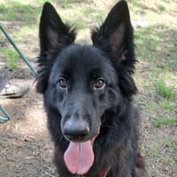 BOUBA, chien à adopter