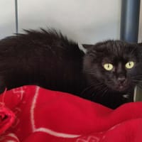 BENCO QCT, chat à adopter