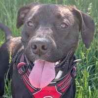 TYLA, chienne à adopter