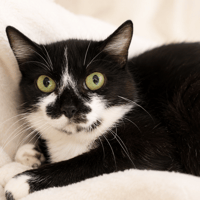 GERIA QCT, chatte à adopter