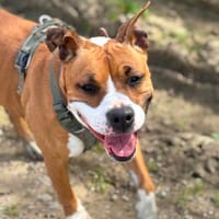 Kayna, chienne à adopter