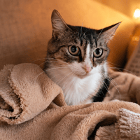 SUDO QCT, chat à adopter