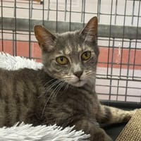 OSCAR, chat à adopter
