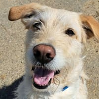 AIKO, chien à adopter