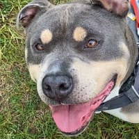 PHALON, chien à adopter
