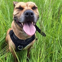 SHENZI, chienne à adopter