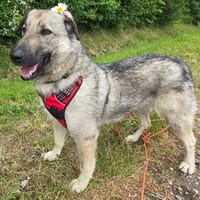 SILAS, chien à adopter