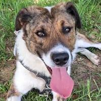 FIDO, chien à adopter