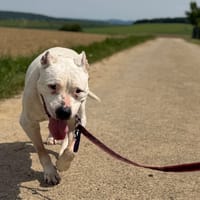 IZZY, chienne à adopter