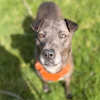 Perle, chienne à adopter
