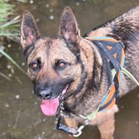 LEWIS, chien à adopter