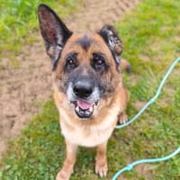 PATAPOUF, chien à adopter