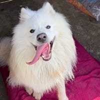 REX, chien à adopter