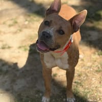 Balou, chien à adopter