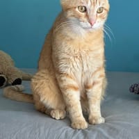 Chouchou, chat à adopter