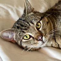 Eden, chat à adopter