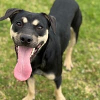 JOE (Maria), chien à adopter