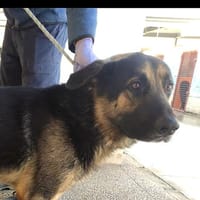 ANTON (Maria), chien à adopter