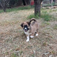 Becca, chienne à adopter
