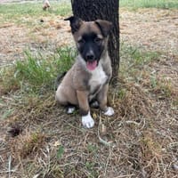 Lippa, chienne à adopter