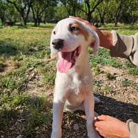 Delia, chienne à adopter
