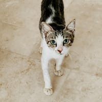SMOKY jeune chat, chat à adopter