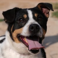 SNOOPY (Maria), chien à adopter
