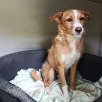 LUNA (Union Animal), chienne à adopter