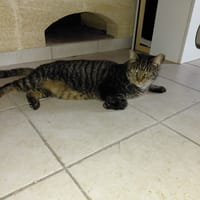 GRISOU croisé maine coon, chat à adopter
