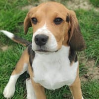 Ayko, chien à adopter