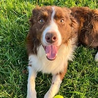 Power, chien à adopter