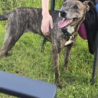 BONNNIE chienne réunion, chienne à adopter