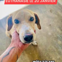 LINO chien réuinon, chien à adopter