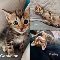 Capucine, Lucky, Marley, chatte à adopter