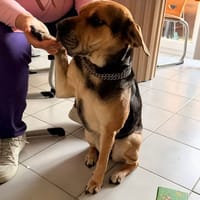 TSUKI, chienne à adopter