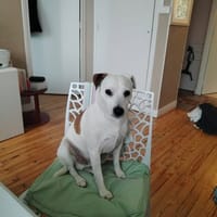 GIPSY, chien à adopter