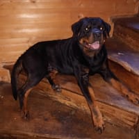 VELCRO, chien à adopter