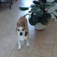 JAZZY, chienne à adopter