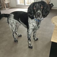 APPY, chien à adopter
