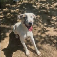 PEPITO, chien à adopter