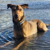 Baloo, chien à adopter