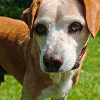 Michel, chien à adopter
